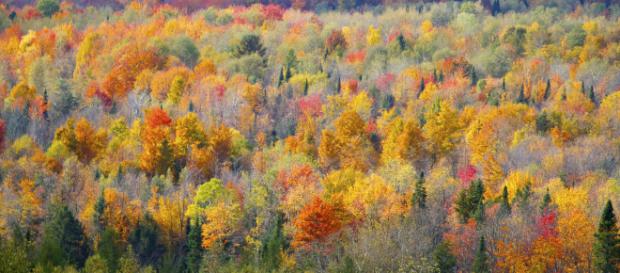 Environment - Rob Taylor via Flickr Environment - Rob Taylor via Flickr