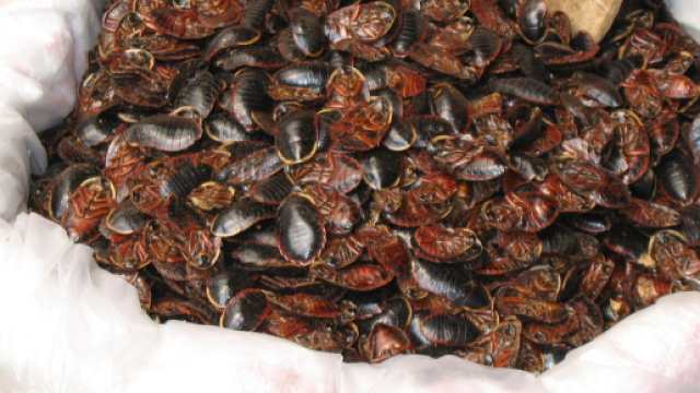 SCARAFAGGI IN SALDO Foto % Immagini| macro e close up, macro di ... - fotocommunity.it