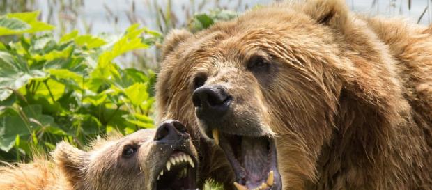 el oso Pardo? | ¿Cuánto vive? - cuantoviveun.com el oso Pardo? | ¿Cuánto vive? - cuantoviveun.com