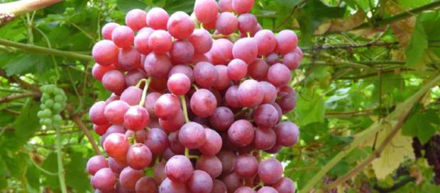 Las propiedades nutricionales de las uvas son de gran beneficio para nuestra salud Las propiedades nutricionales de las uvas son de gran beneficio para nuestra salud
