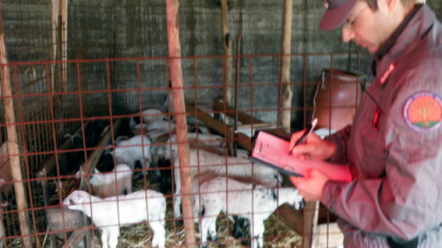 Controlli di Pasqua dei carabinieri forestali: multata una macelleria a Nola