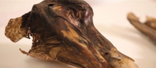 La evidencia sobre el disparo en la cabeza, podría clarificar como murió el espécimen