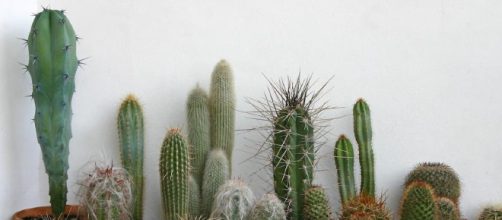 Consejos para el cuidado de cactus caseros
