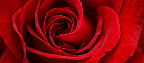 Red Rose Flower · Free photo on Pixabay - pixabay.com