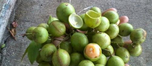 La Huaya es una fruta que cura el cáncer - ViviendoSanos.com - viviendosanos.com