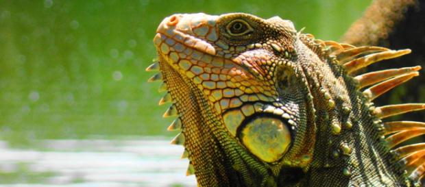La Alianza Mexicana por la Biodiversidad exige a los políticos mexicanos que cumplan sus promesas. La Alianza Mexicana por la Biodiversidad exige a los políticos mexicanos que cumplan sus promesas.