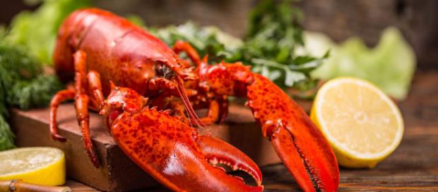 Langosta: uno de los productos más apreciados del mar - Cocina y Vino - cocinayvino.com Langosta: uno de los productos más apreciados del mar - Cocina y Vino - cocinayvino.com
