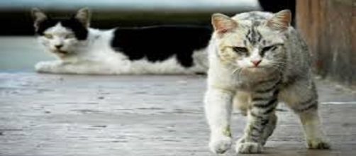 Los gatos con hábitos callejeros son más propensos a infectarse con el virus