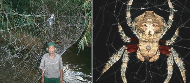 Pânza unui Caerostris darwini. sursa: http://www.go4it.ro Pânza unui Caerostris darwini. sursa: http://www.go4it.ro