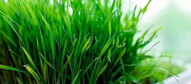 Revista La Campiña - Propiedades medicinales del Zacate Limón o ... - lacampinadepuebla.mx Revista La Campiña - Propiedades medicinales del Zacate Limón o ... - lacampinadepuebla.mx