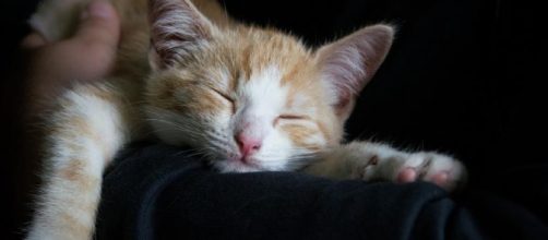 Consejos para que tu gato pueda dormir contigo - notigatos.es