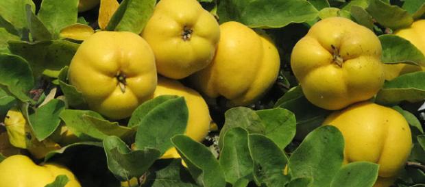 Propiedades del membrillo: conoce sus beneficios nutricionales ... - innatia.com Propiedades del membrillo: conoce sus beneficios nutricionales ... - innatia.com