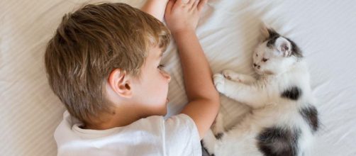 10 señales que indican que tu gato te quiere - expertoanimal.com