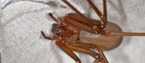 Il morso del ragno violino può essere letale