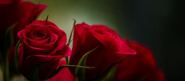 'The Bachelorette' 2018 spoilers (Photo credit: Tomasz Lusiak via Flickr). 'The Bachelorette' 2018 spoilers (Photo credit: Tomasz Lusiak via Flickr).