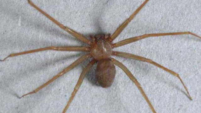 Cagliari, puntura "killer": muore tre mesi dopo il morso del ragno ... - intelligonews.it