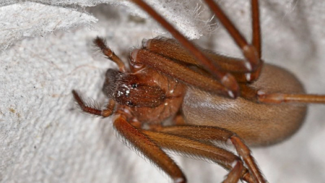 Il morso del ragno violino può essere letale