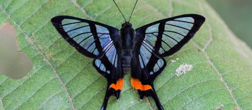 Farfalla del genere Chorinea, dalle caratteristiche ali trasparenti