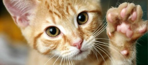 Aquí te presentamos 15 hechos curiosos sobre gatos que no conocías