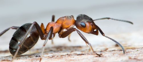 Ufficializzata la scoperta della formica kamikaze del Borneo