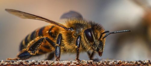 Unión Europea prohíbe tres pesticidas para proteger a las abejas ... - elespectador.com