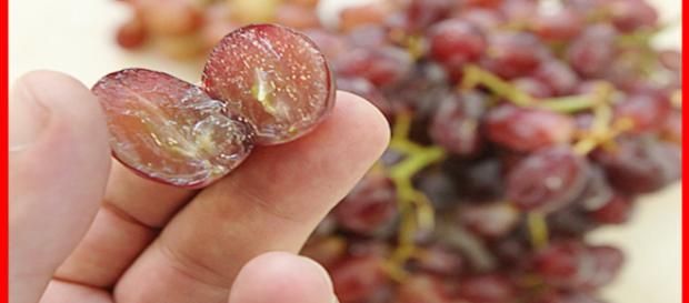 La semilla de la uva tiene propiedades medicinales. - curasnaturales.net La semilla de la uva tiene propiedades medicinales. - curasnaturales.net