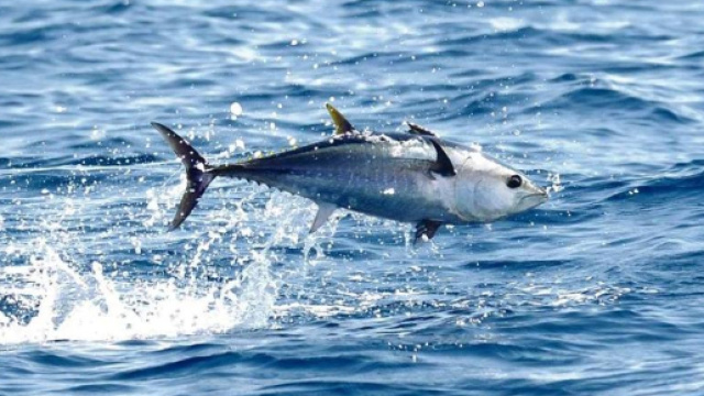 Allarme intossicazione per il tonno in Piemonte