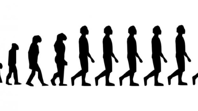 In alto, un disegno raffigurante la scala dell'evoluzione umana
