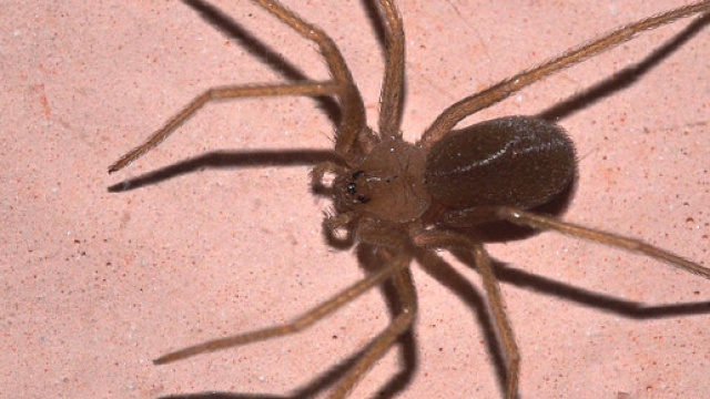 Ragno violino, le cose da sapere