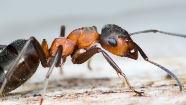 Ufficializzata la scoperta della formica kamikaze del Borneo