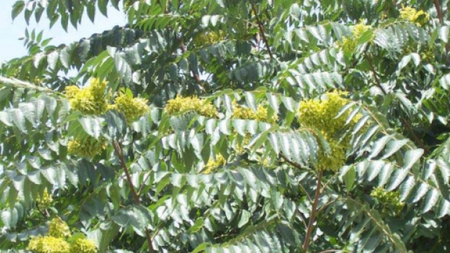 Ailanthus altissima, tra le piante alloctone invasive nella nostra penisola