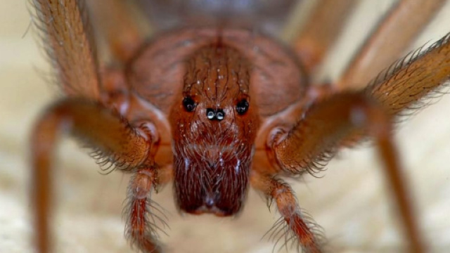 Ragno violino | Come riconoscerlo | Dove vive | Quanto &egrave; pericoloso - today.it