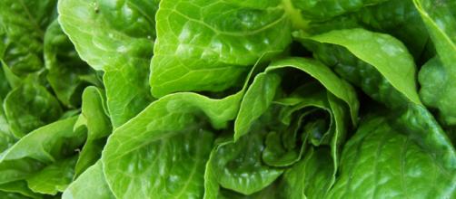 The notorious E. Coli outbreak, tied to romaine lettuce, is expanding to more states. - [Image by Flickr]