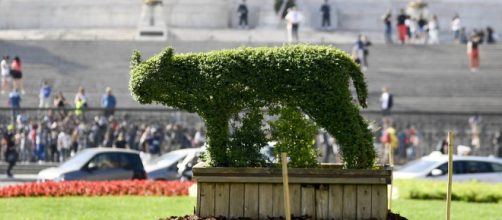 Roma, in piazza Venezia arriva una siepe a forma di lupa