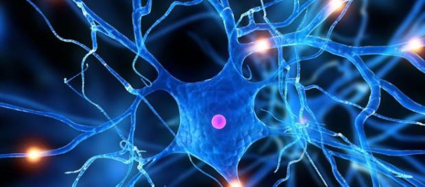 Colesterol de la mielina impide la reparación neuronal en la EM - fundaciongaem.org Colesterol de la mielina impide la reparación neuronal en la EM - fundaciongaem.org