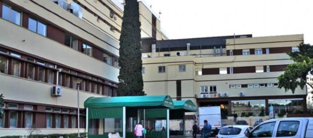 Piolho de pombo foi detectado durante limpezas Piolho de pombo foi detectado durante limpezas