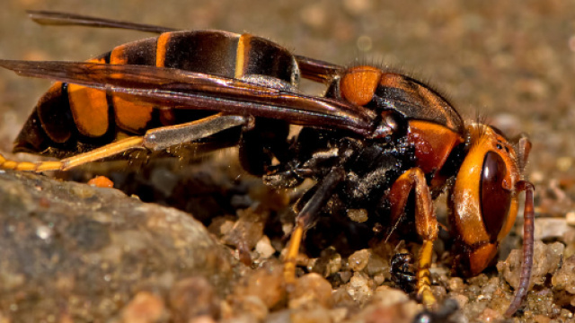 Un esemplare di Vespa velutina
