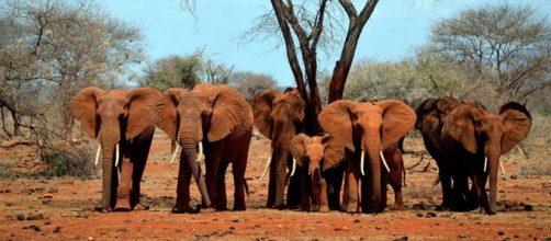 55 elefantes mueren cada día por la caza furtiva motivada por redes clandestinas de comercio