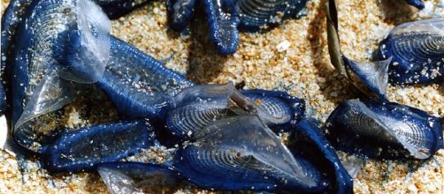 Numerosi esemplari spiaggiati di Velella velella.