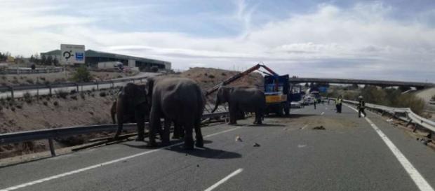 Elefanten rennen nach Unfall in Spanien auf Strasse herum - Blick - blick.ch Elefanten rennen nach Unfall in Spanien auf Strasse herum - Blick - blick.ch