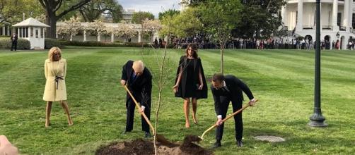 The tree that President Trump and President Macron planted in front of the White House disappeared - Paris Match | YouTube.com
