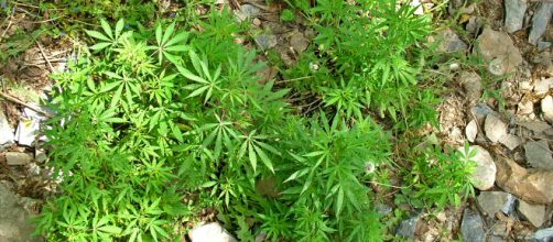Marijuana plant [Image via Wikimedia Commons]