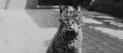 Mike: el misterioso gato que custodió la puerta principal del Museo Británico