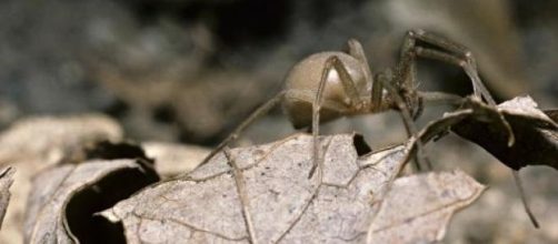 Morto il ragno più vecchio del mondo: ecco chi è stato ad ucciderlo e le curiosità