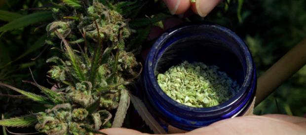 Cannabis industry - Image via Flickr. Cannabis industry - Image via Flickr.
