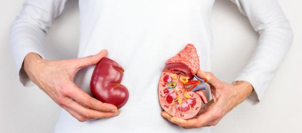 Día Mundial del Riñón, evitar la obesidad es fundamental - telemetro.com Día Mundial del Riñón, evitar la obesidad es fundamental - telemetro.com
