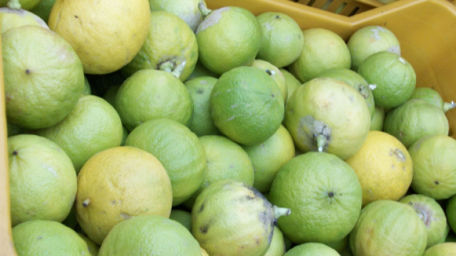 Dieta del pompelmo, bergamotto e limone: le cose da sapere