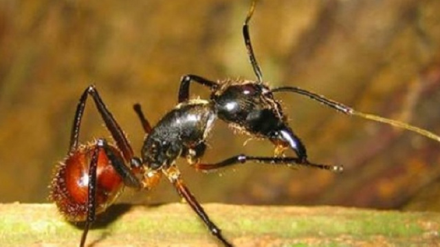 Formiche che esplodono. Nuova scoperta dei ricercatori