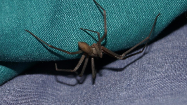 Ragno violino, le cose da sapere (Ph. Pixabay.com)