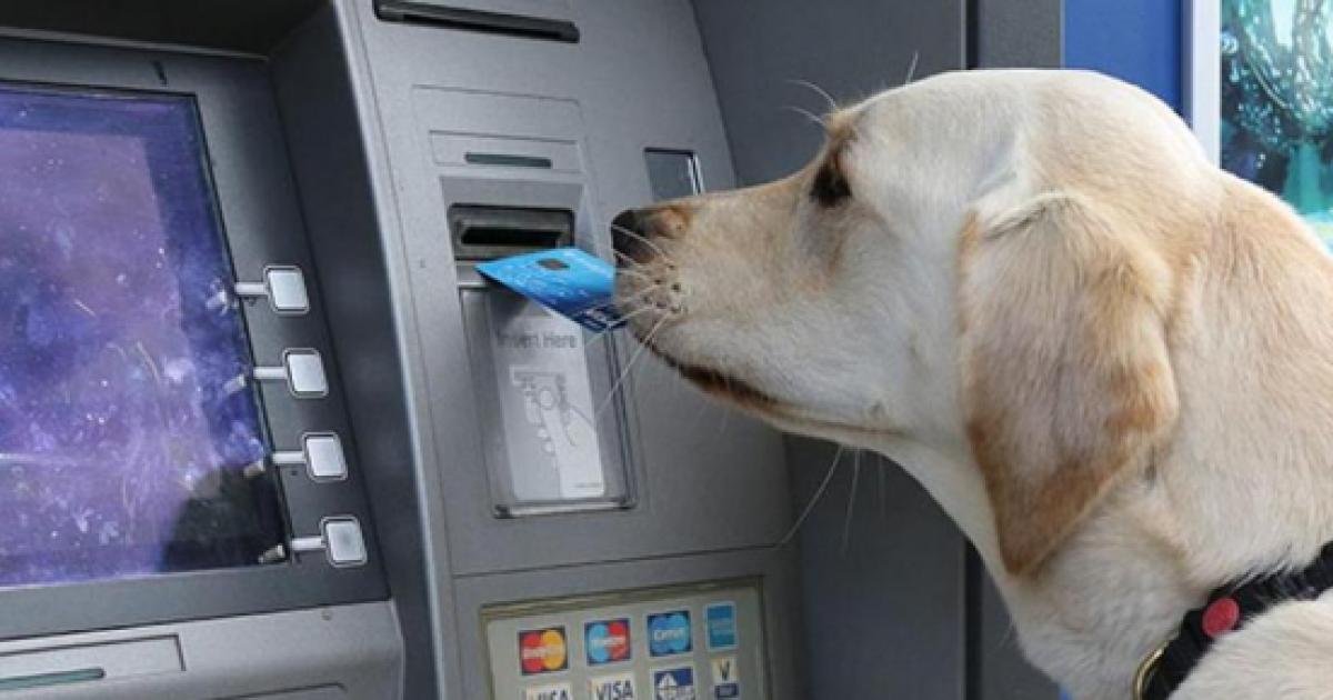 Cani E Gatti Potranno Avere Un Proprio Conto Corrente Presso Banca